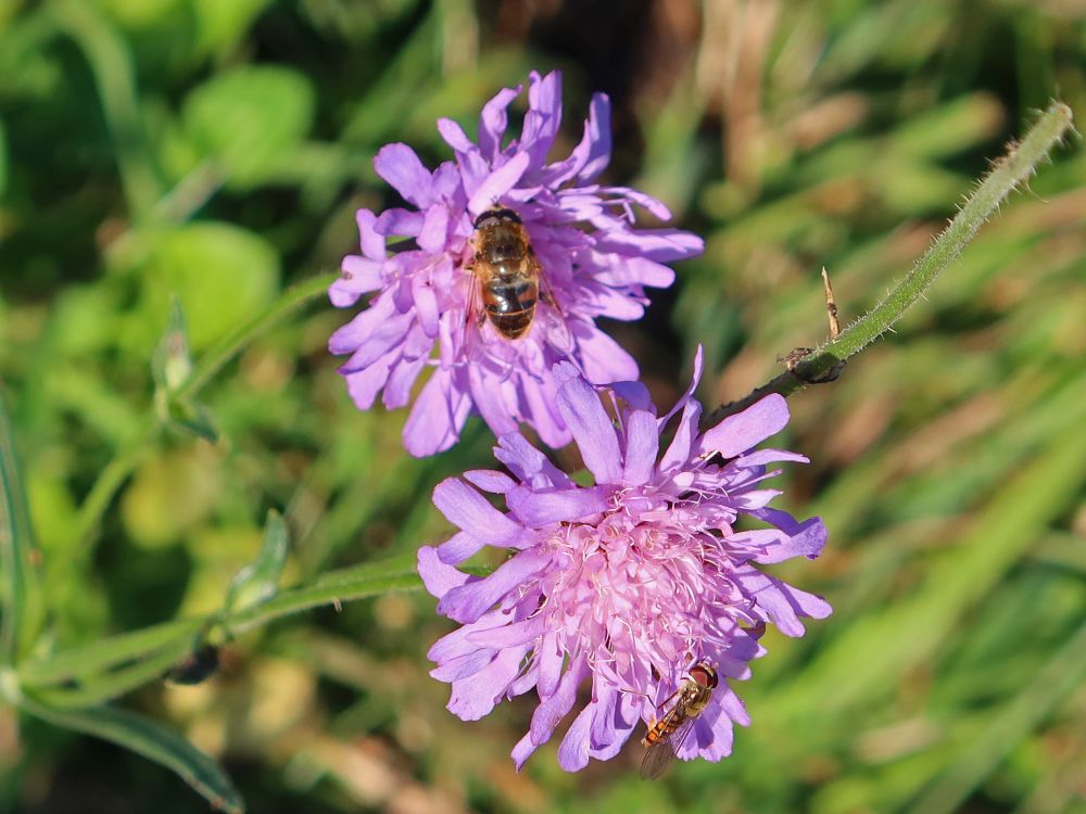 Widwenblume mit Insekt