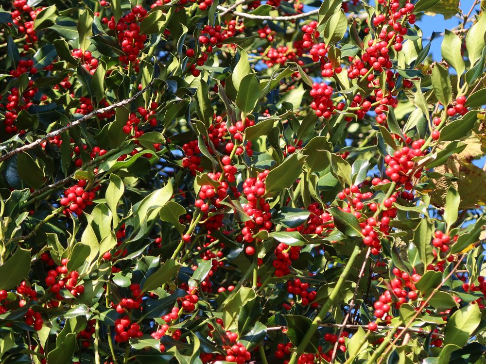 Stechpalme mit roten Beeren