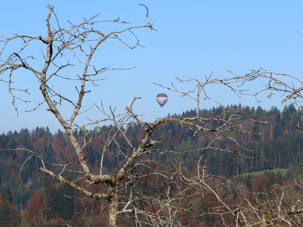 Ballon zwischen den Ästen