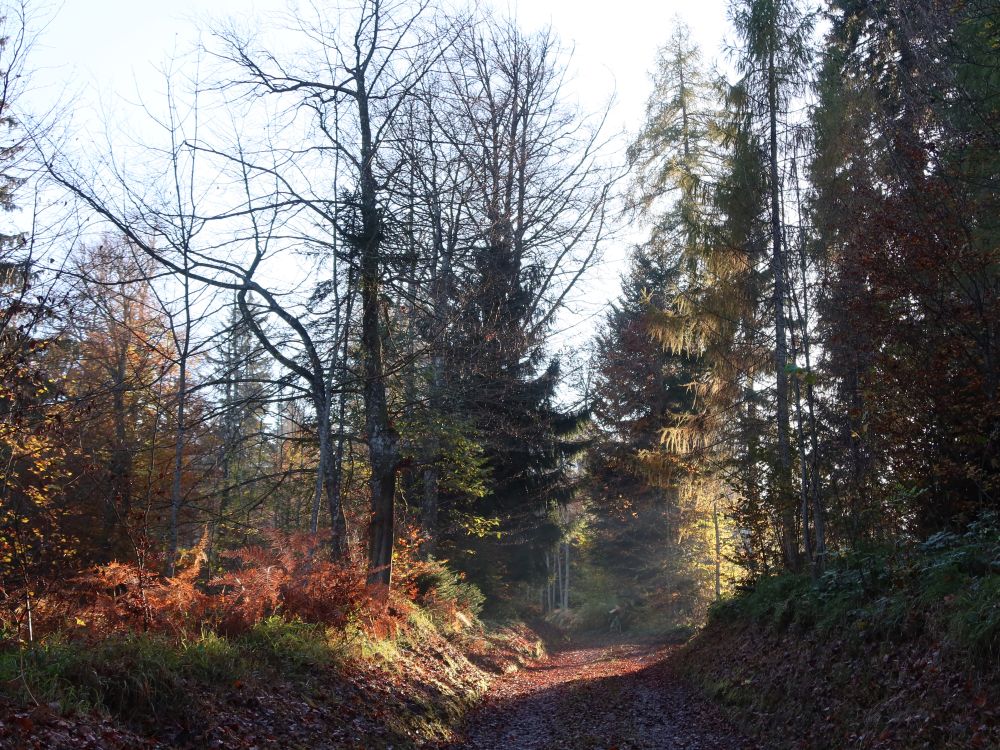 Herbstwald