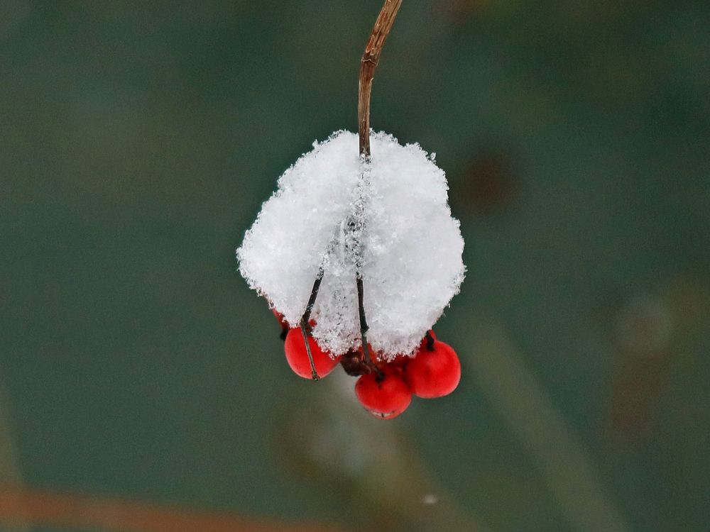 Schnee auf roten Beeren
