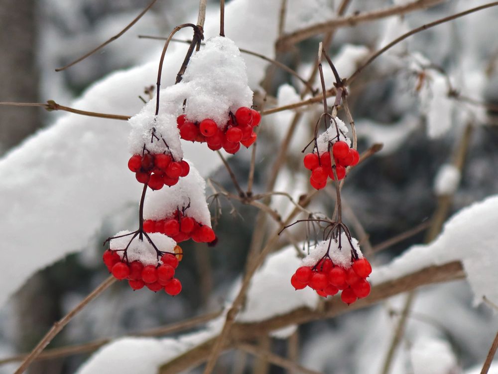 Schnee auf roten Beeren