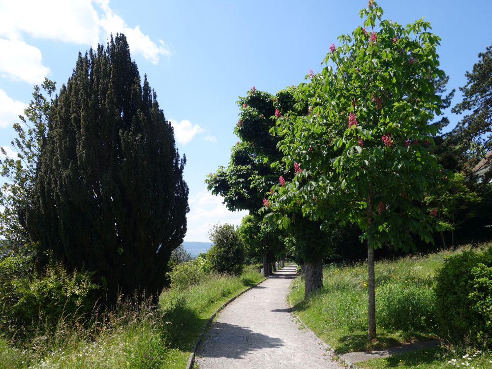 Friedhof Höngg