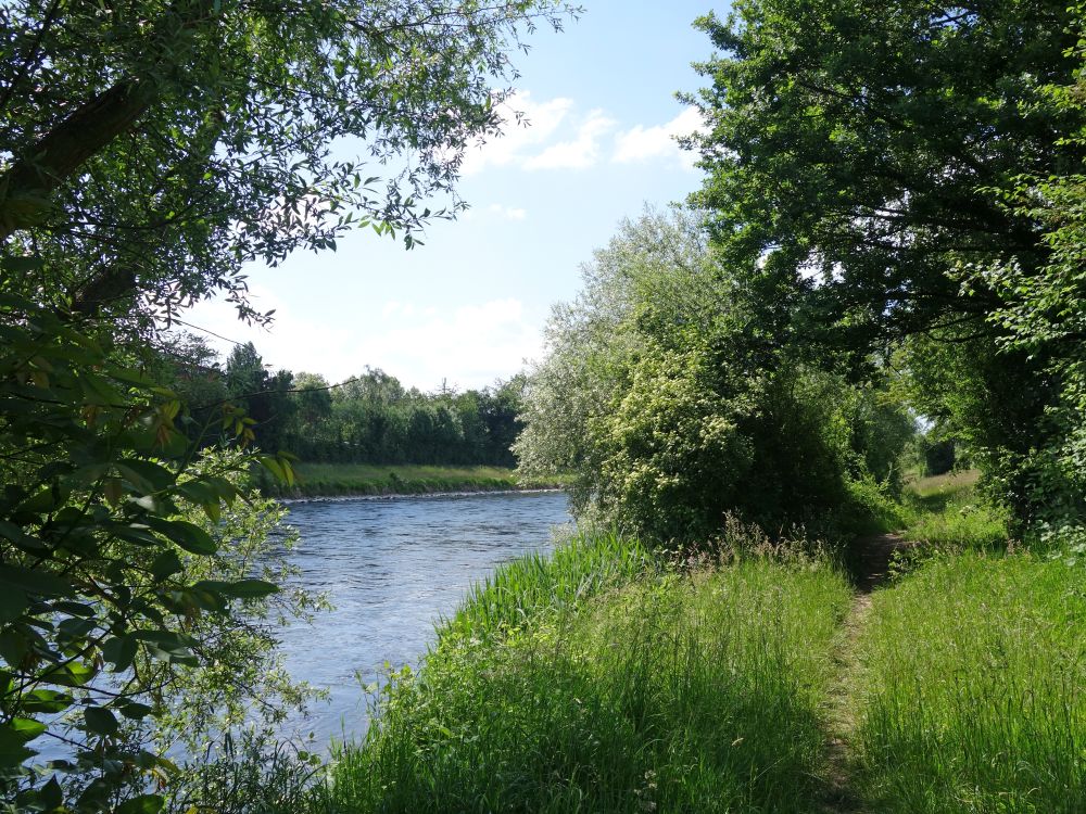 Wiesenpfad am Limmatufer