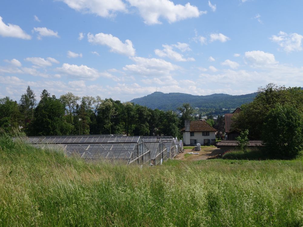 Blick Richtung Uetliberg