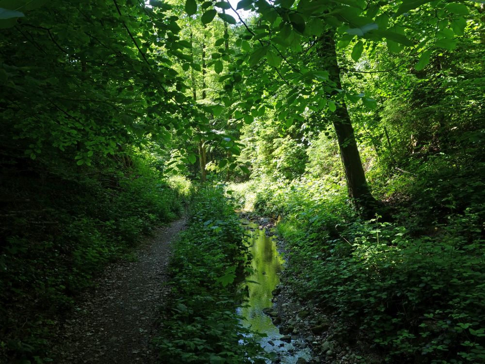 Pfad am Fürtlibach