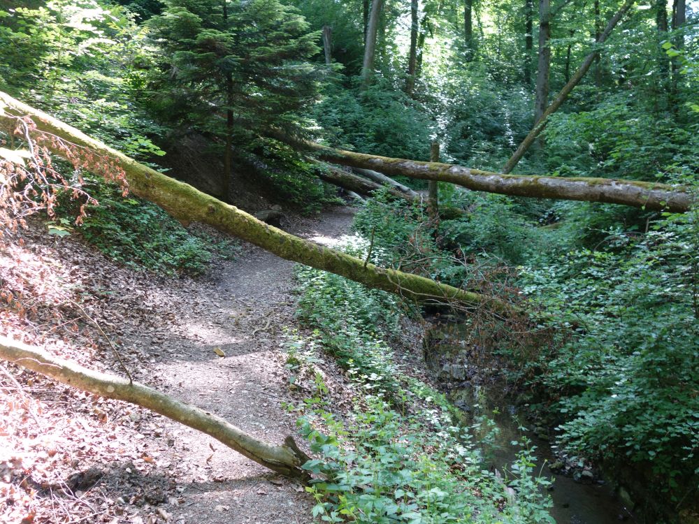 Pfad am Fürtlibach