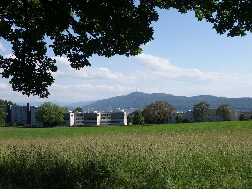 Blick Richtung Uetliberg