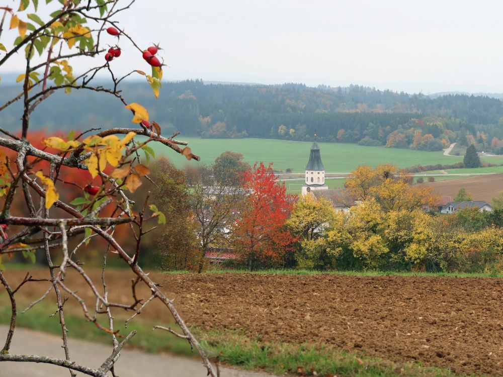 Herbstfarben mit Kirchturm