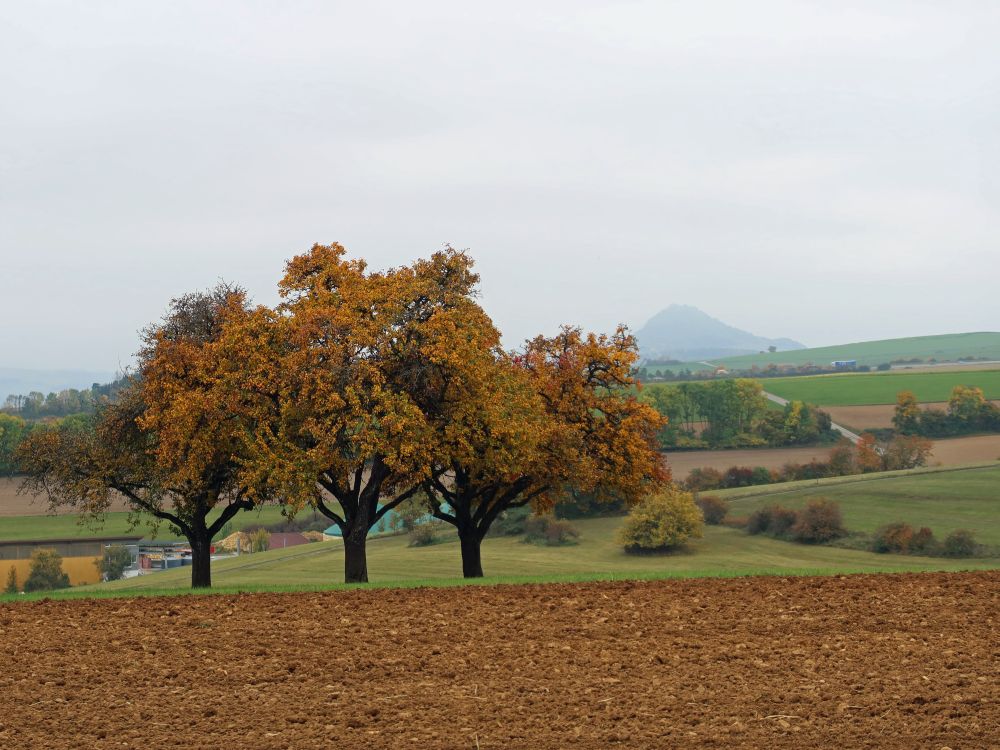 Herbstbäume und Hohenhewen