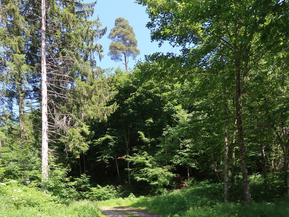 Waldweg im Längenbachtal