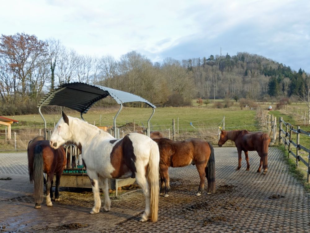 Pferde am Schillerhof