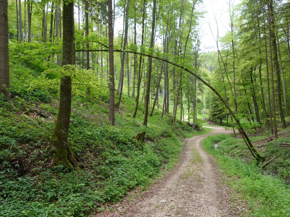 Waldweg ins Mülital