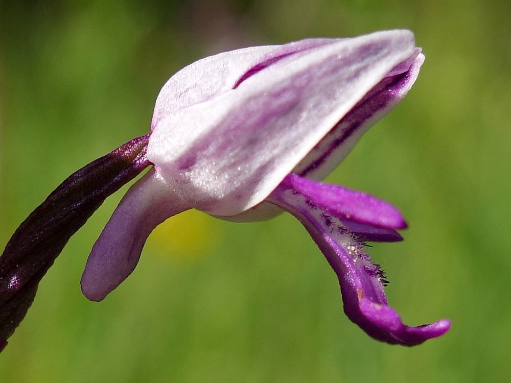 Orchidee (Knabenkraut)
