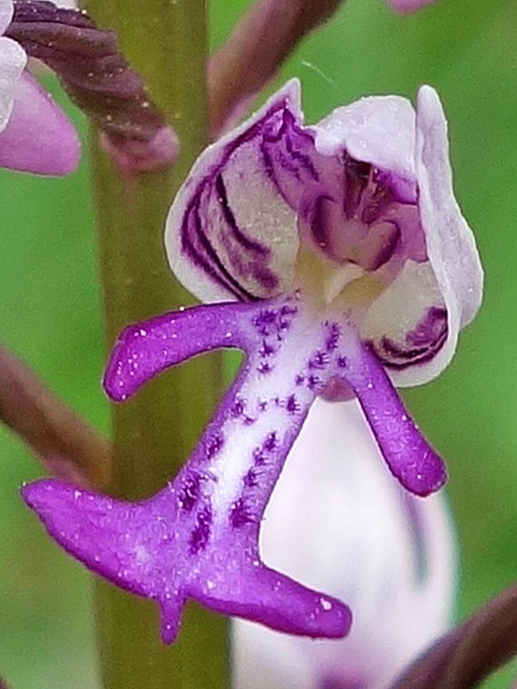 Orchidee (Knabenkraut)