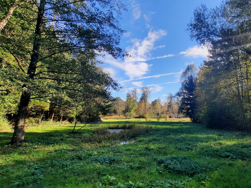 Lichtung mit Teich