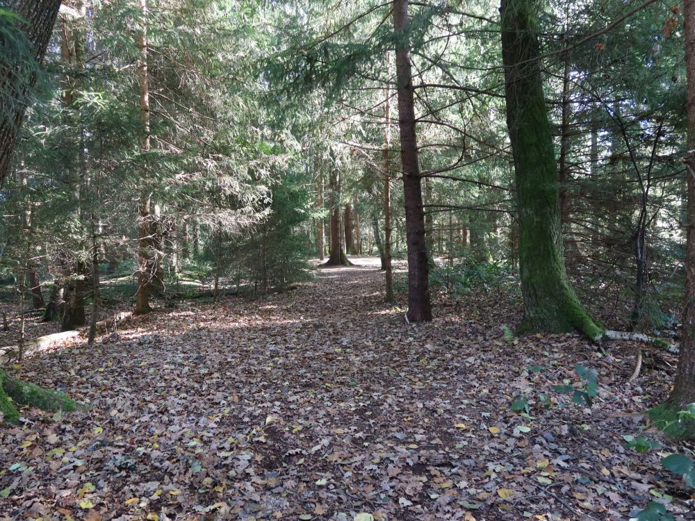 Waldpfad