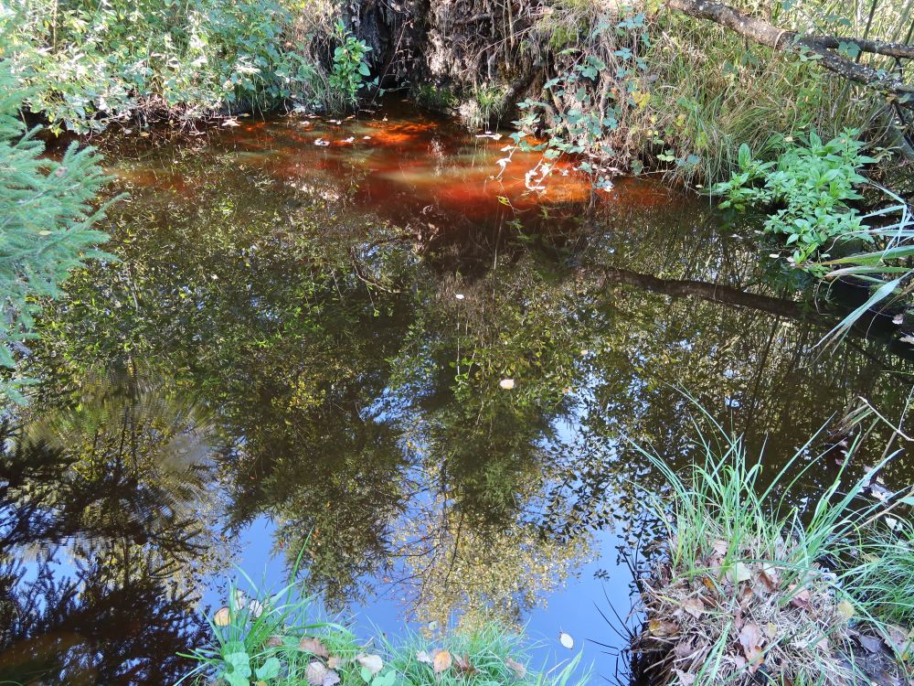roter Schimmer im Teich
