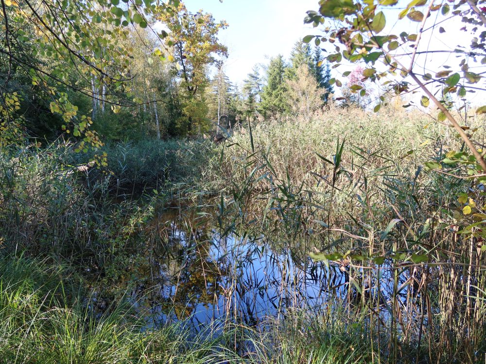 Teich im Schilf