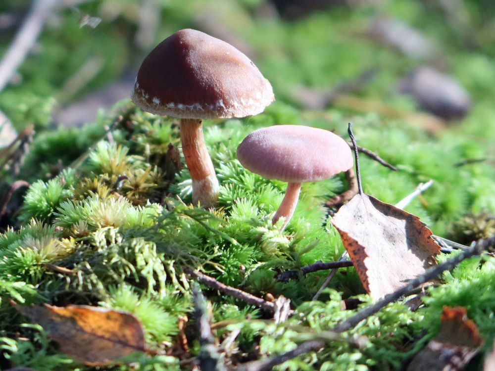 Pilze