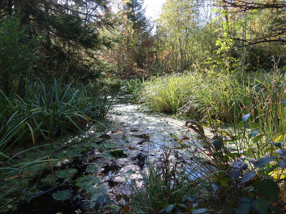 Teich mit Seerosenblätter
