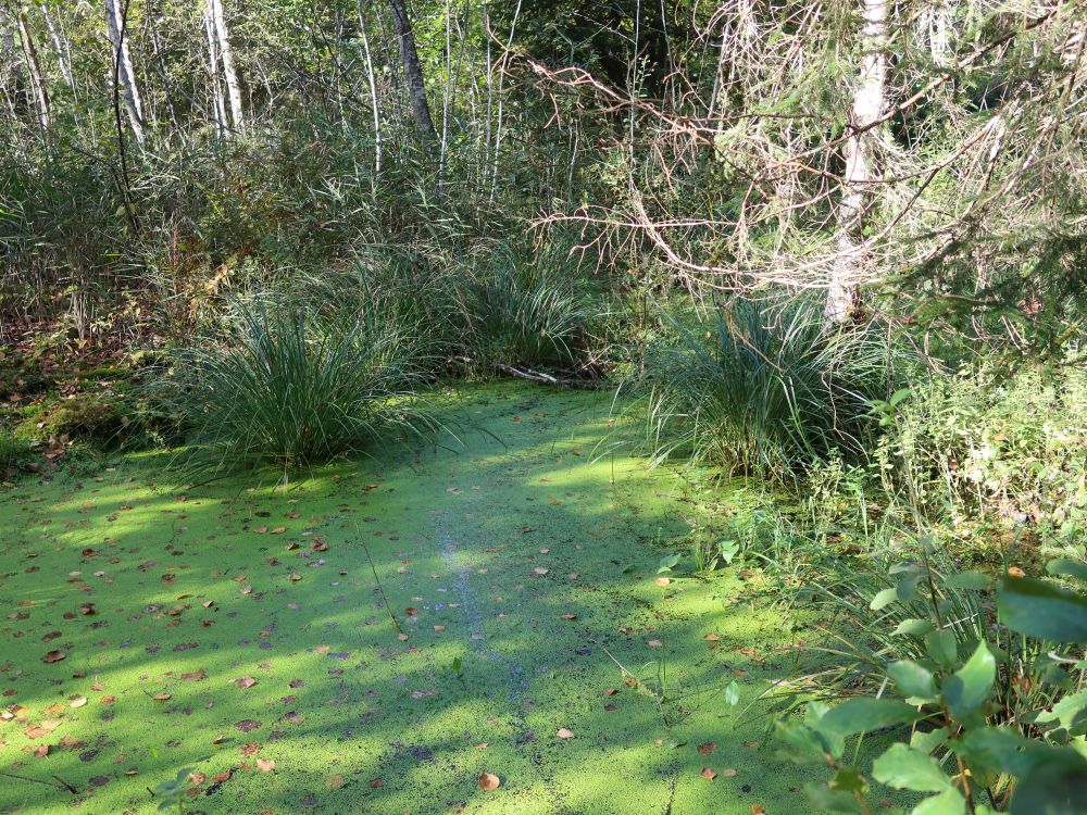 grüner Teich