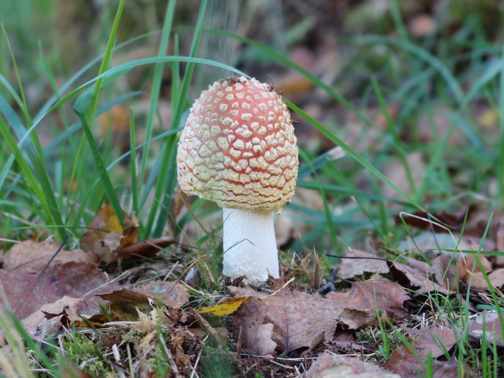 Fliegenpilz