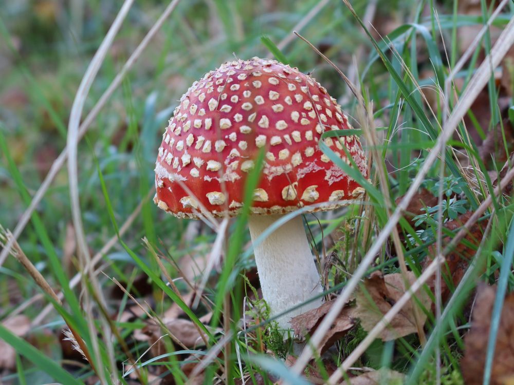 Fliegenpilz