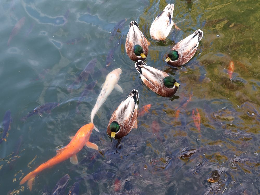 Fische und Enten