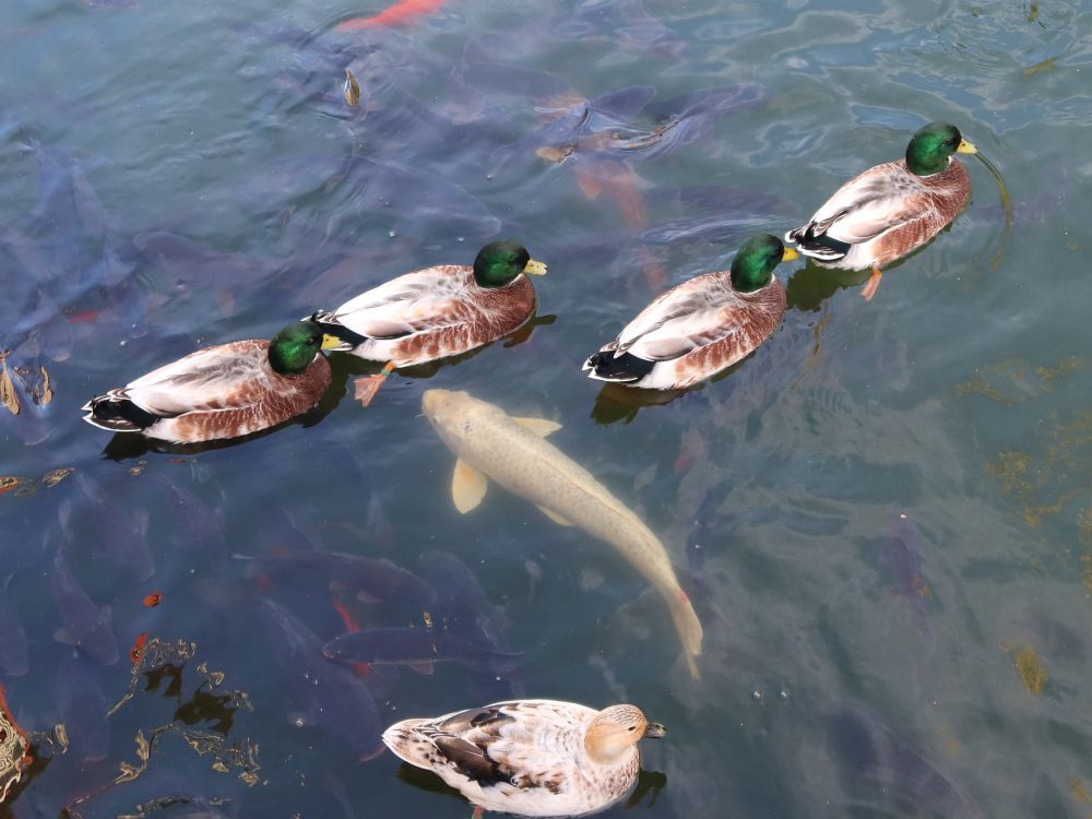Fisch und Enten