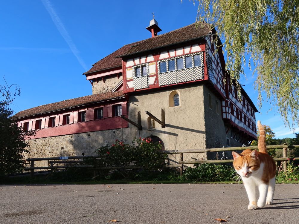 Schloss Hagenwil mit Katze