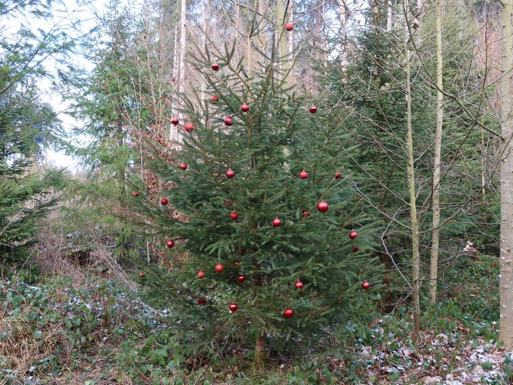 Tanne mit Weihnachtskugeln