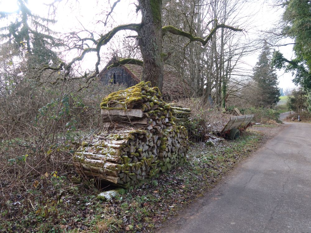 vergessenes Brennholz