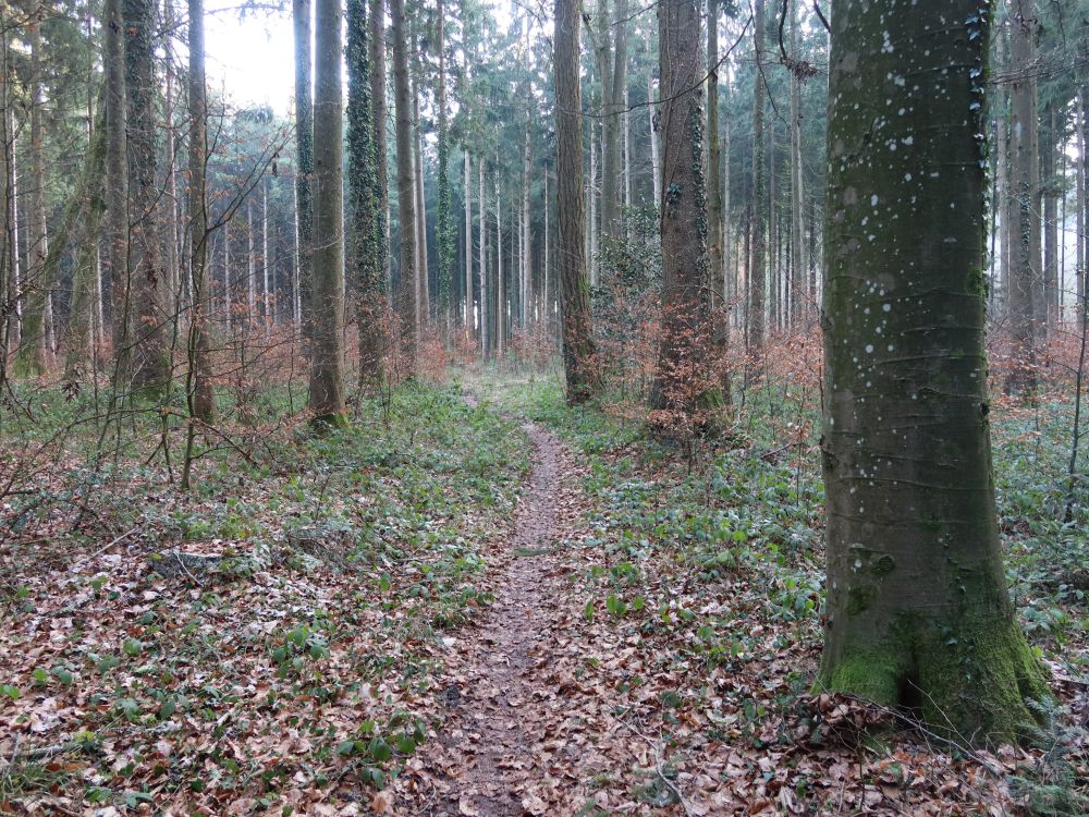 Waldpfad
