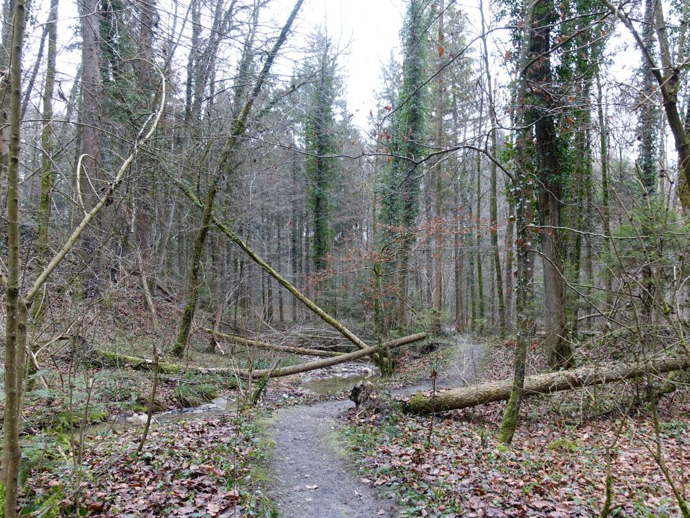Waldweg am Laubbach