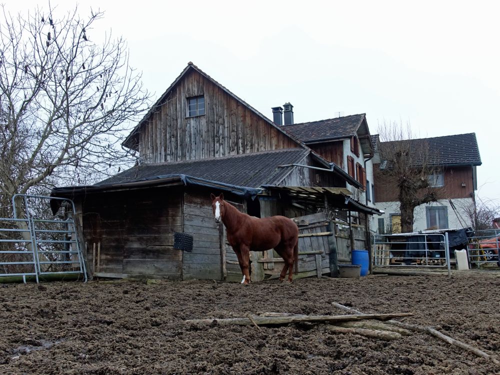 Pferd am Bauernhof