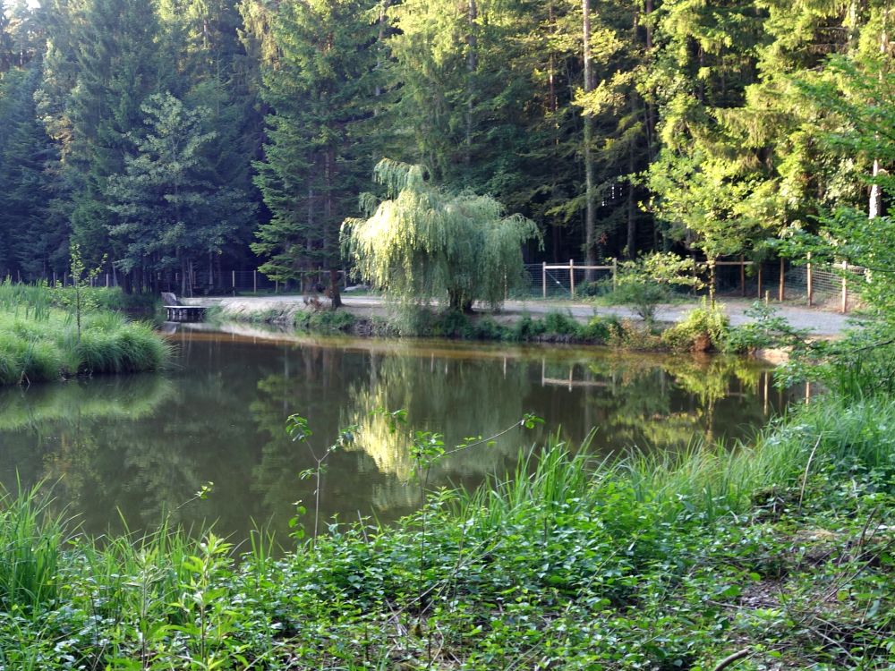 Teich im Oberholz
