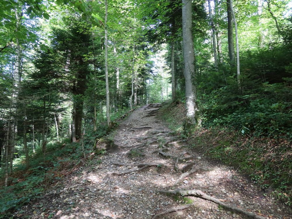 Waldpfad oberhalb Rüti