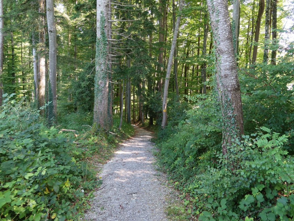 Waldweg