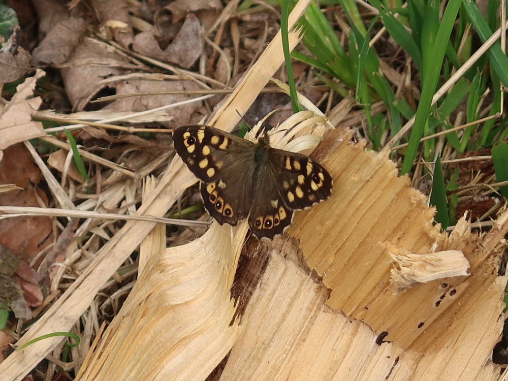 Schmetterling Waldbrettspiel