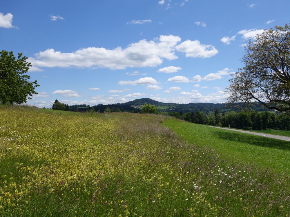 Stoffeln über Blumenwiese