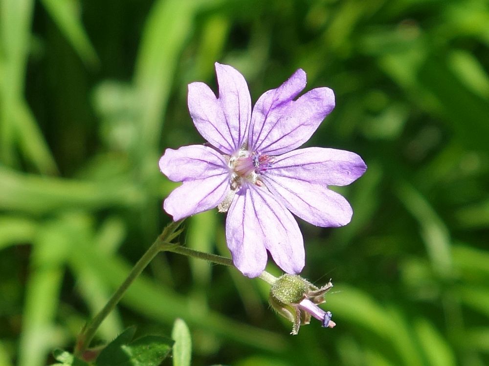 Storchschnabel