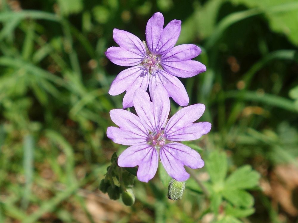 Storchschnabel