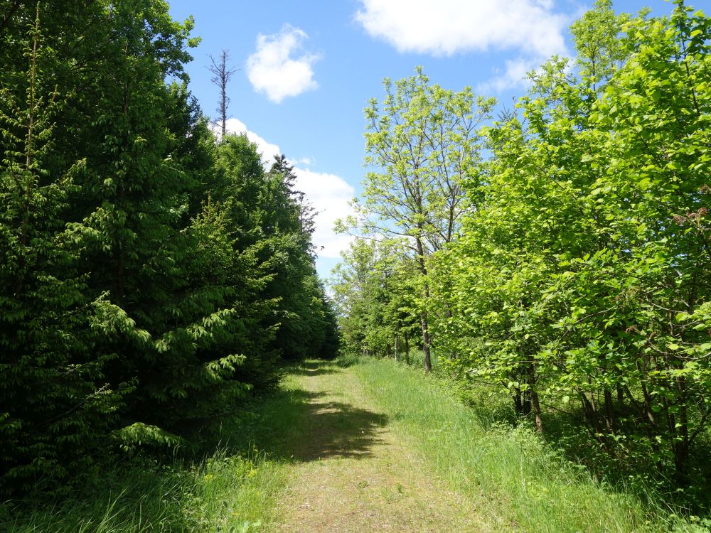 Holzweid