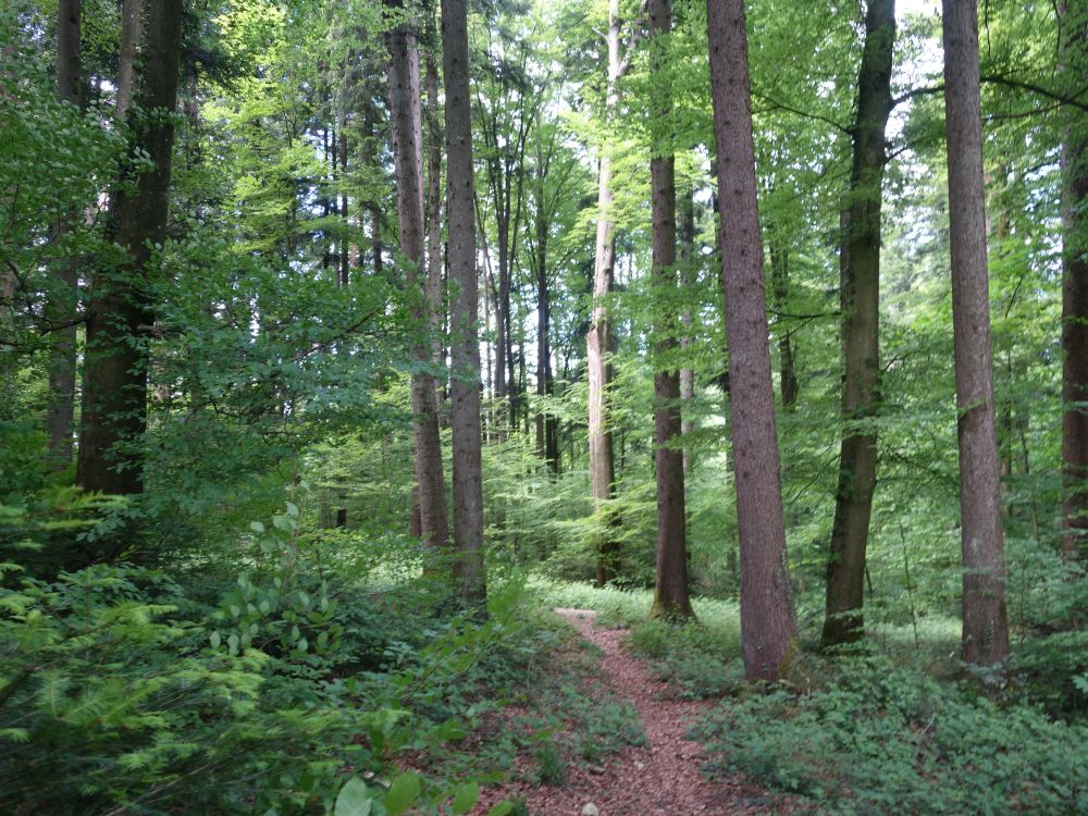 Waldbfad bei Cholgrueb