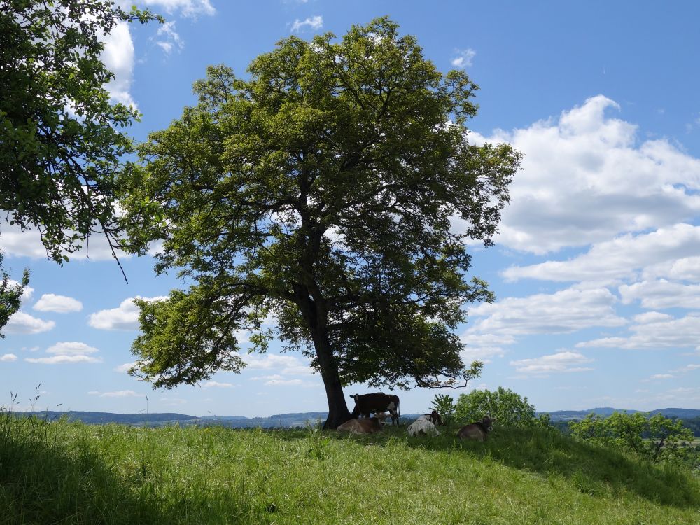 Kuhherde im Baumschatten
