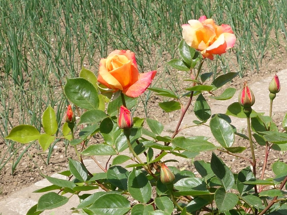 Rosen