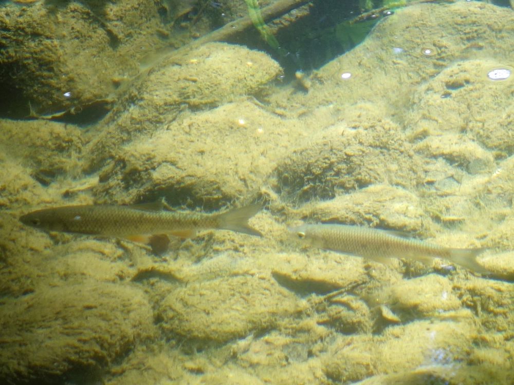 Fische