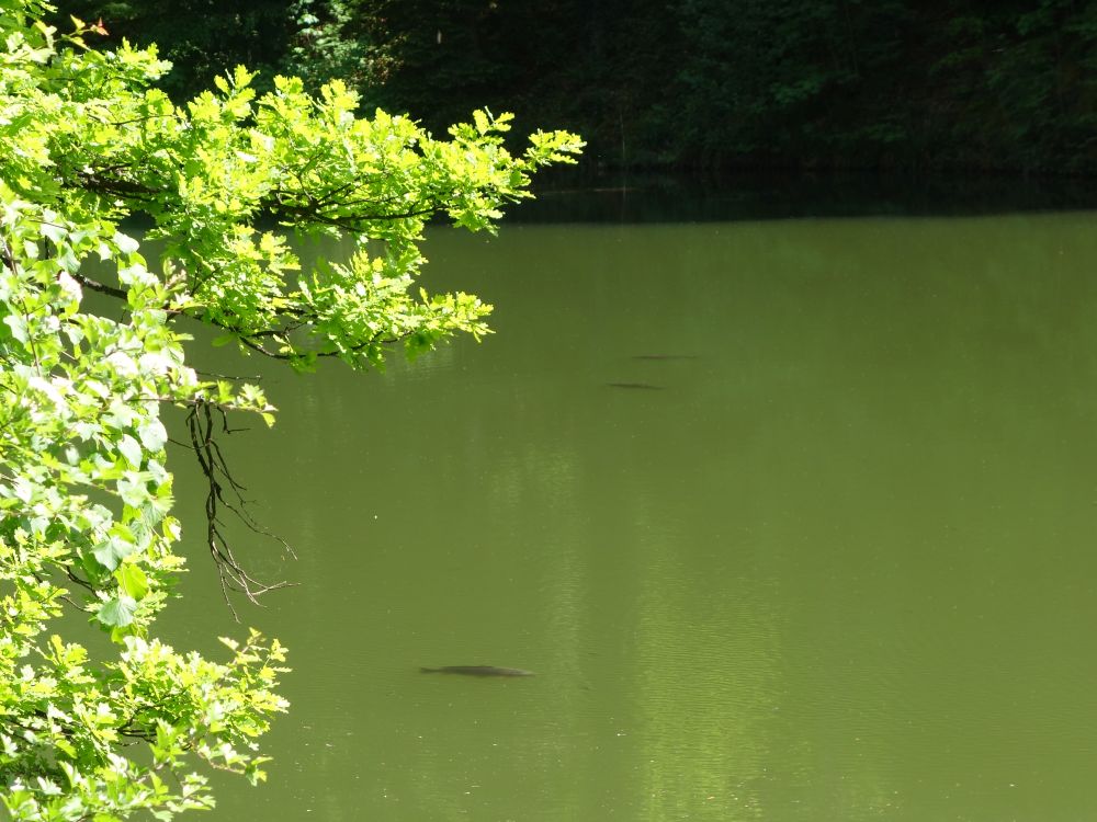 Fische im Tobelweiher