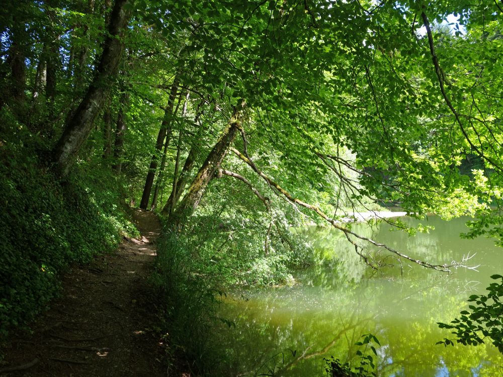 Pfad am Tobelweiher